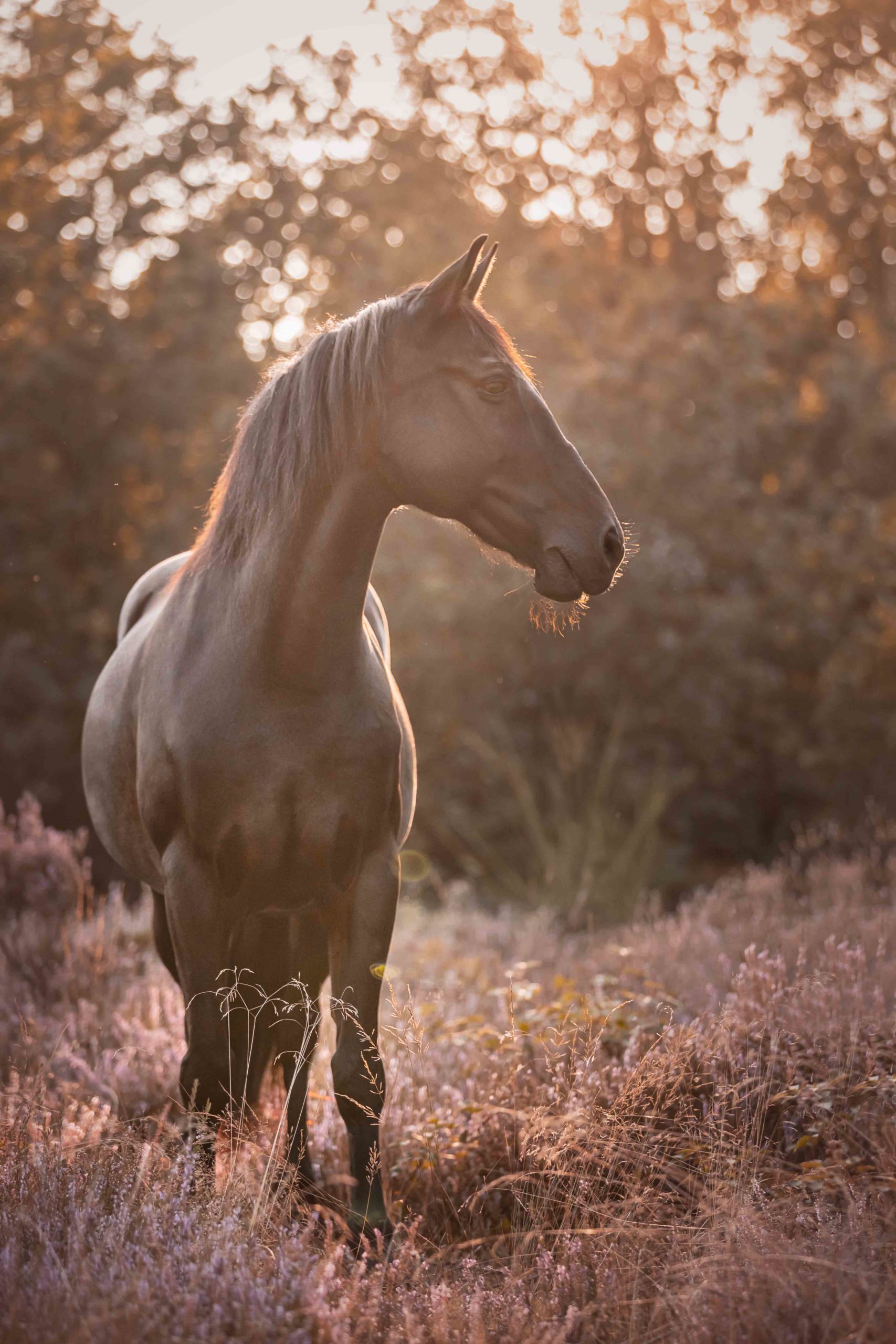 Pferdefotografie Viersen