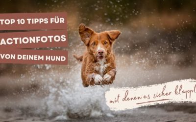 Meine TOP 10 TIPPS für ACTIONFOTOS von deinem Hund